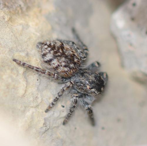 Philaeus chrysops
